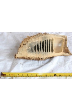 Half bamboo roots