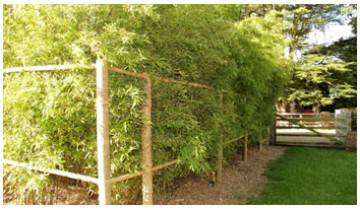 Bamboo pergola, decked area and bamboo tree supports